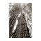 Stupell Industries Ancient Redwood Forest Canvas Wall Art Design by Nathan Larson